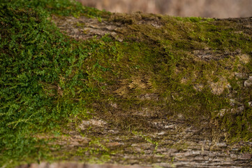 Embossed texture of the bark of oak. Photo of the oak texture with moss