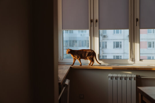 Cat on the window.
