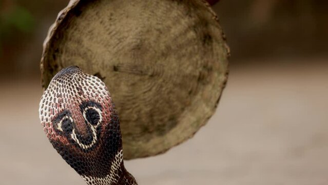 Indian spectacled Cobra Snake venomous with its hood - lat. Naja naja. Cobra close-up portrait. Dangerous reptiles, Asian snakes. Slow motion 120 fps video, ProRes 422, 10 bit
