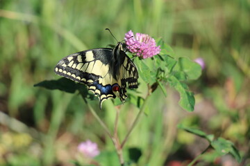 Papillon Machaon (Alpes, Europe)