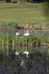 Swan Pair With Babies