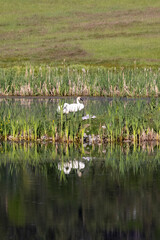 Swan Pair With Babies