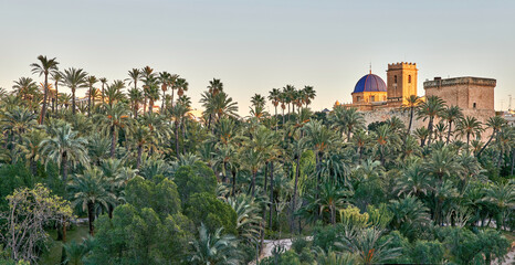 panoramic view of the Palmeral of Elche and view of the Altamira castle and the blue dome of the Santa María basilica, located in the Valencian Community, Alicante, Elche, Spain
