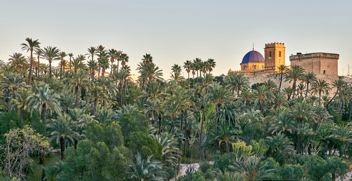 panoramic view of the Palmeral of Elche and view of the Altamira castle and the blue dome of the Santa Mar&iacute;a basilica, located in the Valencian Community, Alicante, Elche, Spain