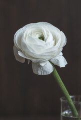 Beautiful white flower on dark background close up minimalism, wallpaper. White ranunculus flower.