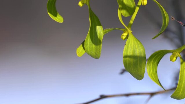 Mistletoe, green leaves on a tree branch (Viscum album)