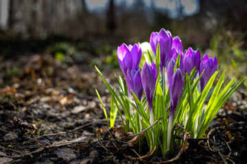 Wiosenny fioletowy krokus