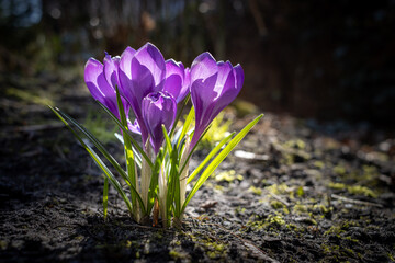 Wiosenny fioletowy krokus