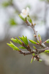 プラムの芽吹き