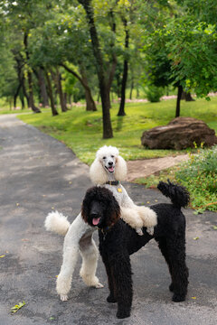 White Standard Poodle with Front Paws on Black Poodle