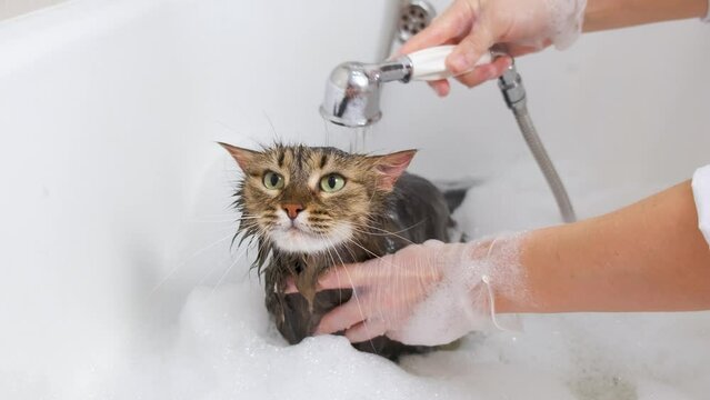 A wet fluffy cat is watered from a shower head in the bathroom. Grooming procedure