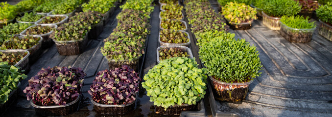 microgreens growing  organic bio gardening