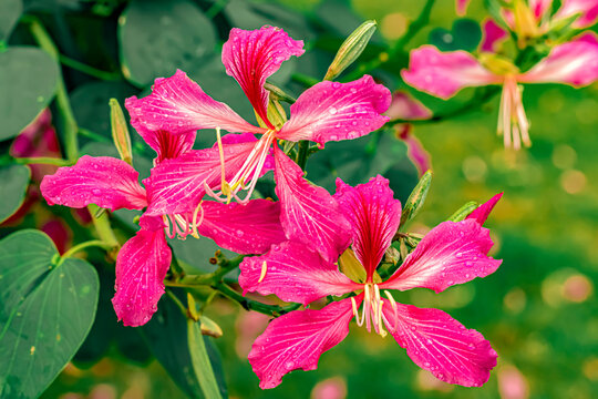 Pink Bauhinia flower blooming, close-up of purple orchid tree or purple Bauhinia