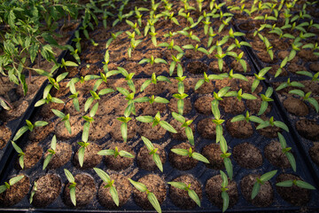  seedlings growing in spring organic bio gardening