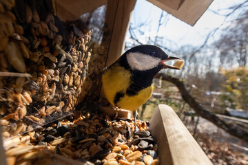 Close-up wide angle view of a great tit bird sitting on feeding place holding a peanut in its beak...