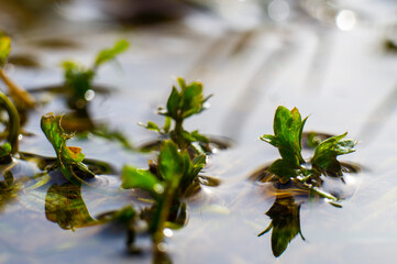 Green leaves in the water close-up. Macro photography