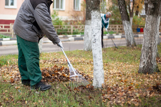 Harvesting leaves on the street. Work rake in the garden. Cleaning the lawn from dry fallen leaves.