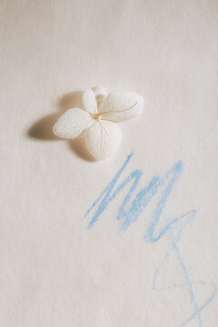 Hydrangea's flower