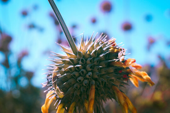 Distelarten Bilder Durchsuchen 134 Archivfotos, und