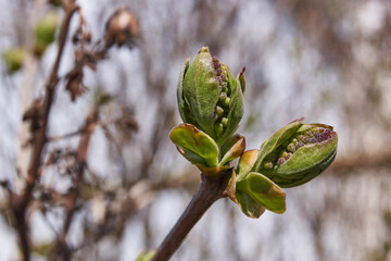 The flower buds of the lilacs (lat. Syringa vulgaris) are blossoming and the inflorescences will appear. Spring.