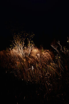Turbulence - Fall Grass Night Exposure
