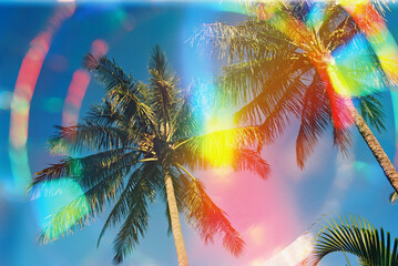 Palm trees in Hawaii with color