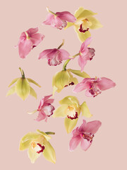 floral layout with purple and yellow orchids falling on a soft pastel pink background. A new...