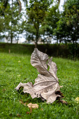 Folha seca caída sobre o gramado do parque. Imagem em primeiro plano com o fundo desfocado