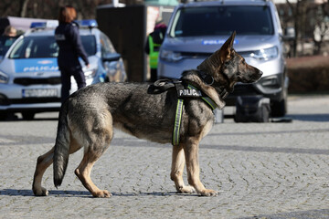 Pies policyjny funkcjonariusz rasy wilk niemiecki podpalany podczas pracy. - obrazy, fototapety, plakaty