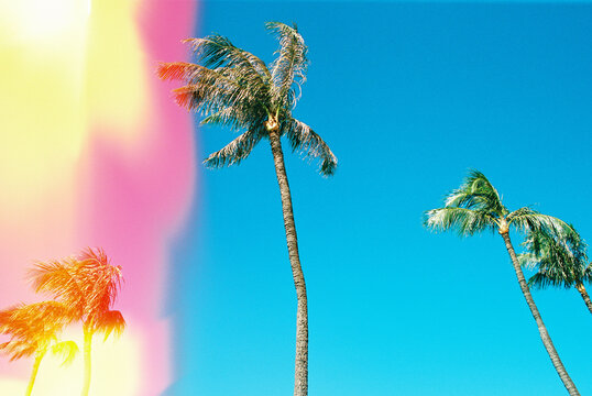 Palm trees in Hawaii with color