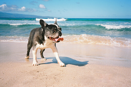 Fototapeta Black and white Frenchton, boston terrier and french bull dog, at the beach