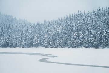 pine tree forest and snow winter scene