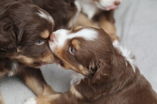 Mini Aussie Puppies