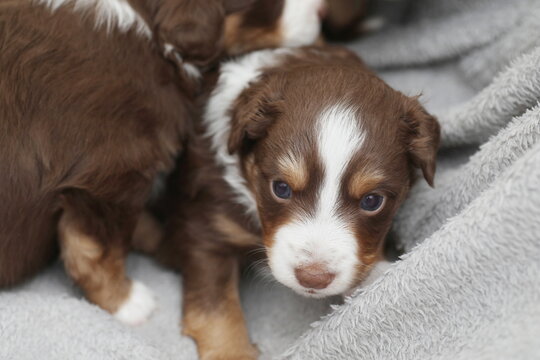 Mini Aussie Puppies