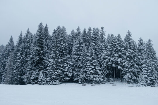 pine trees winter mountain forest, snow and foggy sky  - Powered by Adobe