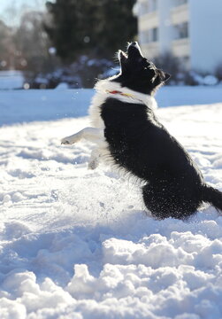 Dogs catching snowball