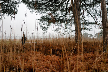 Man walking through reed beds lining wetland habitat