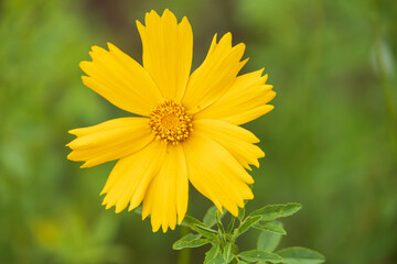 Yellow wildflower close-up