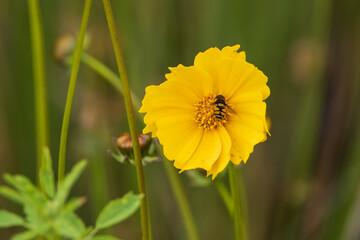 Yellow wildflower with bee