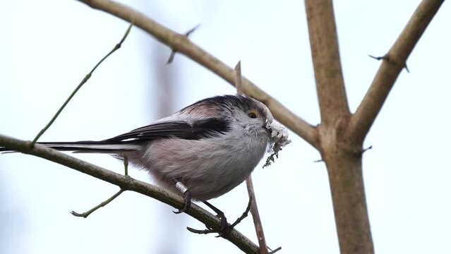 a long-tailed tit (Aegithalos caudatus) with a ring around the leg and with nesting material in the beak