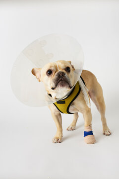 An Injured French Bulldog on a white background