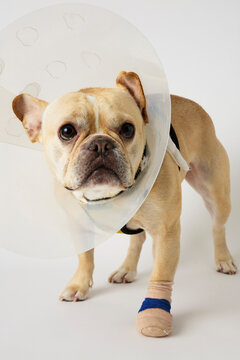 An Injured French Bulldog on a white background