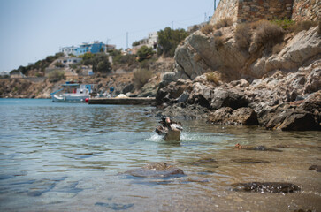 Fototapeta premium duck on syros beach in greece