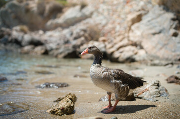 wild goose on syros beach in greece