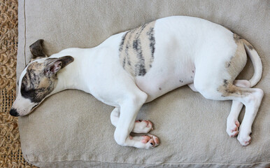 Cute whippet puppy sleeping peacefully on his dog bed. 