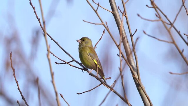A greenfinch (Chloris chloris) sitting on a branch