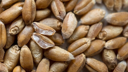 Macro shot of a pile of wheat. Detailed close-up on wheaten grains.