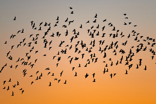 Flock Of Birds Flying Through Dusk Skies