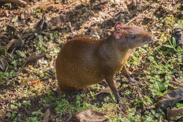Central American agouti in Costa Rica.