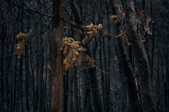 Burned Treets after a Forest Fire